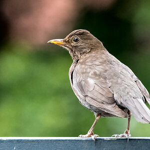 20220522-D50_8050-Bearbeitet.jpg