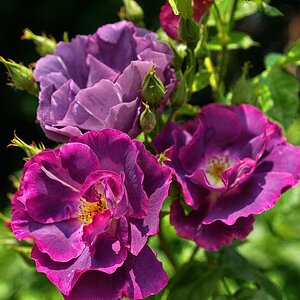 Rose "Rhapsody in blue"