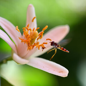 schwebfliege auf limonenblüte_1200.jpg