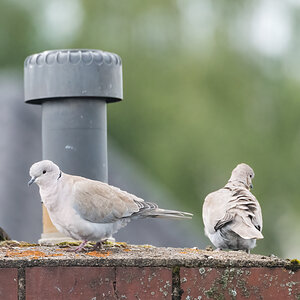 20220524-D50_8051-Bearbeitet.jpg