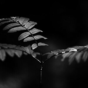 Eberesche BW (1 von 1).jpg