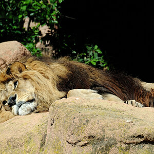 Löwe Zoo Hannover