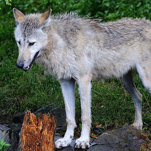 Wolf Zoo Hannover