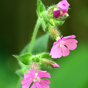 Blüte