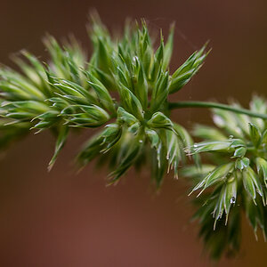 Wald-Knäuelgras (1 von 1).jpg