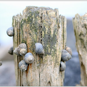 216 Sylt – Buhne mit Schnecken am Watt in Keitum
