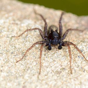 Spinne