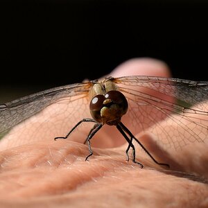 Libelle