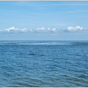 222 Sylt – Ellenbogen Nationalpark Wattenmeer Seehundsuchbild