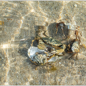 225 Sylt – Ellenbogen Nationalpark Wattenmeer Krebs III