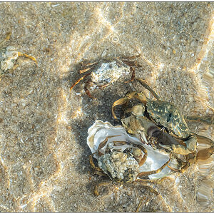 227 Sylt – Ellenbogen Nationalpark Wattenmeer Krebs V
