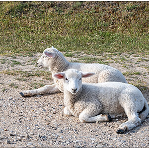 230 Sylt – Ellenbogen Nationalpark Wattenmeer Lämmer am Straßenrand