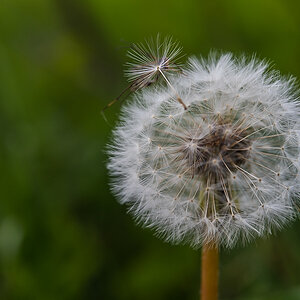 Pusteblume (1 von 1).jpg