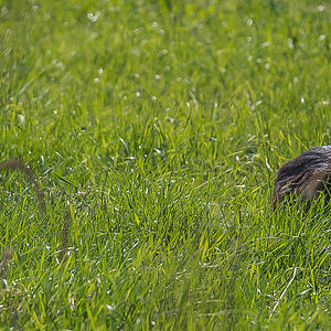 Nutria 1 (1 von 1).jpg