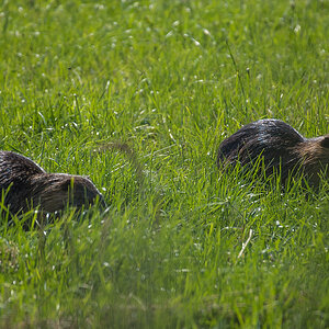 Nutria 2 (1 von 1).jpg