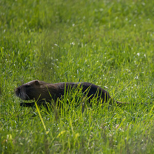 Nutria 3 (1 von 1).jpg