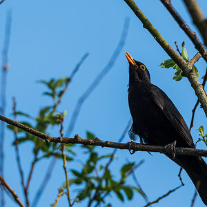 F75_6775-2.jpg