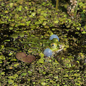 Wasserfrosch 1 (1 von 1).jpg