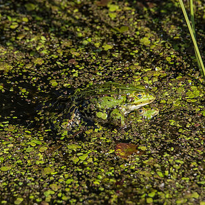 Wasserfrosch 2 (1 von 1).jpg