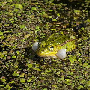 Wasserfrosch 3 (1 von 1).jpg