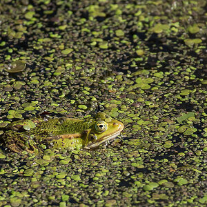 Wasserfrosch 4 (1 von 1).jpg