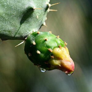 Kaktusblüte