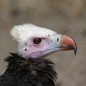 _DSC9988NF.jpg