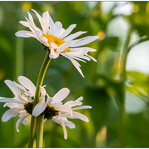 236 Margeritenblüte in der Abendsonne