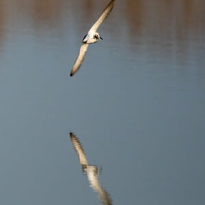 VogelflugSpiegellung.jpg