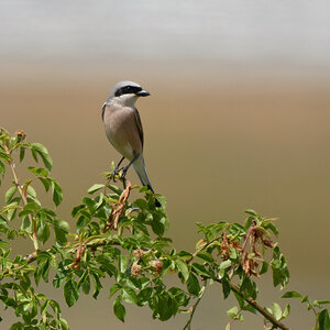 DSC_3100.JPG