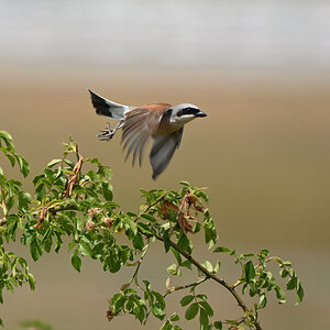 DSC_3101.JPG