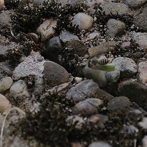 Schwebfliege II.jpg