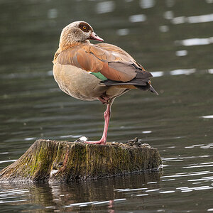Nilgans-Bearbeitet-1.jpg