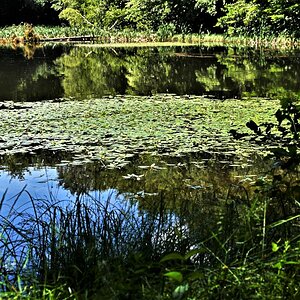 Ein See im alten Buchenwald UE.jpg