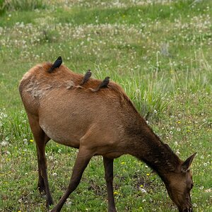 DSC_2196.jpg