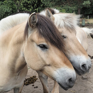 Joey und Iaris mehr Gesicht.jpg