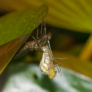 Metamorphose2.jpg
