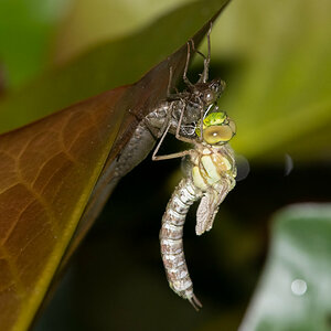 Metamorphose3.jpg
