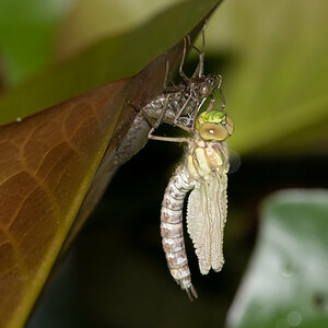 Metamorphose4.jpg