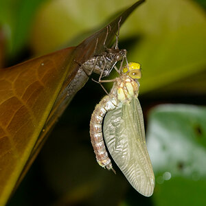 Metamorphose5.jpg