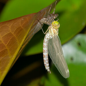 Metamorphose6.jpg
