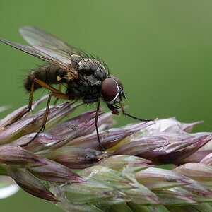 Fliege-1-1.jpg