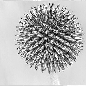 Verwilderte Kugeldistel BW (1 von 1).jpg