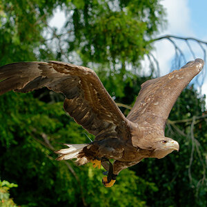 Seeadler
