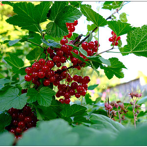 285 In der Bünte – Rote Johannisbeeren