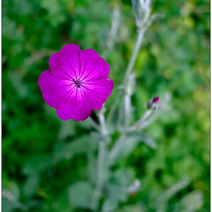296 In der Bünte – Blüte (Name vergessen)