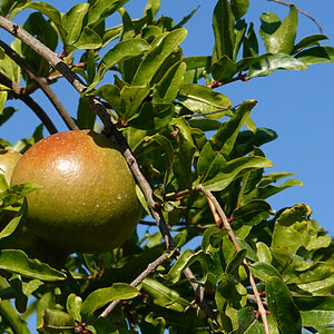 granatapfel.jpg