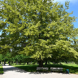 Baum im Berggarten Hannover