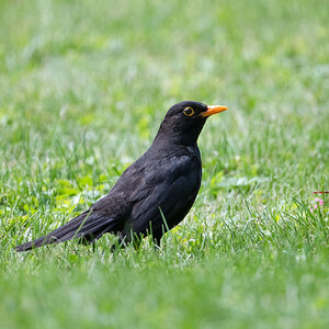 Amsel500TC.jpg