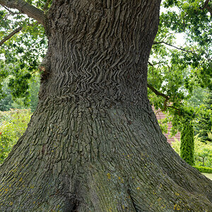 Eiche Naturdenkmal.jpg